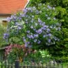 Azurri Blue Satin® Rose Of Sharon Althea Tree 2 Azurri Blue Satin® Rose Of Sharon Althea Tree -Plant Sale Shop Blue Satin Rose Of Sharon Tree 600x600 60de359b badf 4160 8f5d 202267acab41
