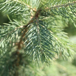 Blue Wonder Spruce Tree 9 Blue Wonder Spruce Tree -Plant Sale Shop Blue Wonder Spruce 3 FGT