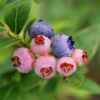 3-in-1 Blueberry Bush 1 3-in-1 Blueberry Bush -Plant Sale Shop Blueberry 3in1 600x600 1aa08fd7 bd51 41f6 bac0 a9579467c982