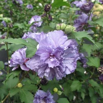 Blueberry Smoothie™ Rose Of Sharon Althea Tree 3 Blueberry Smoothie™ Rose Of Sharon Althea Tree