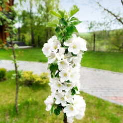 Blushing Delight™ Columnar Apple Tree 10 Blushing Delight™ Columnar Apple Tree -Plant Sale Shop Blushing Delight Columnar Apple 3