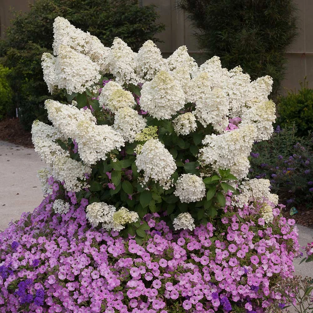 Bobo® Hydrangea Shrub 4 Bobo® Hydrangea Shrub - Image 2