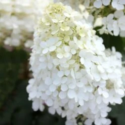 Bobo® Hydrangea Shrub 12 Bobo® Hydrangea Shrub -Plant Sale Shop Bobo Hyrangea 5