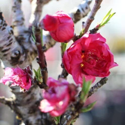 Bonanza Patio Peach Tree 8 Bonanza Patio Peach Tree -Plant Sale Shop Bonanza Peach tree 4 FGT