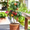 Bonanza Patio Peach Tree -Plant Sale Shop Bonanza Peach tree FGT 600x600 83c19420 6371 443a 8b39 ed964c3d6525