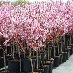 Bonfire Patio Peach Tree 15 Bonfire Patio Peach Tree -Plant Sale Shop Bonfire Peach 4