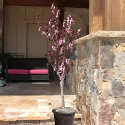 Bonfire Patio Peach Tree 11 Bonfire Patio Peach Tree -Plant Sale Shop Bonfire Peach 9