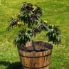 Bonfire Patio Peach Tree -Plant Sale Shop Bonfire Peach FGT 600x600 053cb525 f24f 4cbc 98d9 e07eac378d39