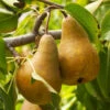 Bosc Pear Tree -Plant Sale Shop Bosc pears 600x600 FGT f3cdc24f 4ee7 4db4 8f17 fc904cf59cd5