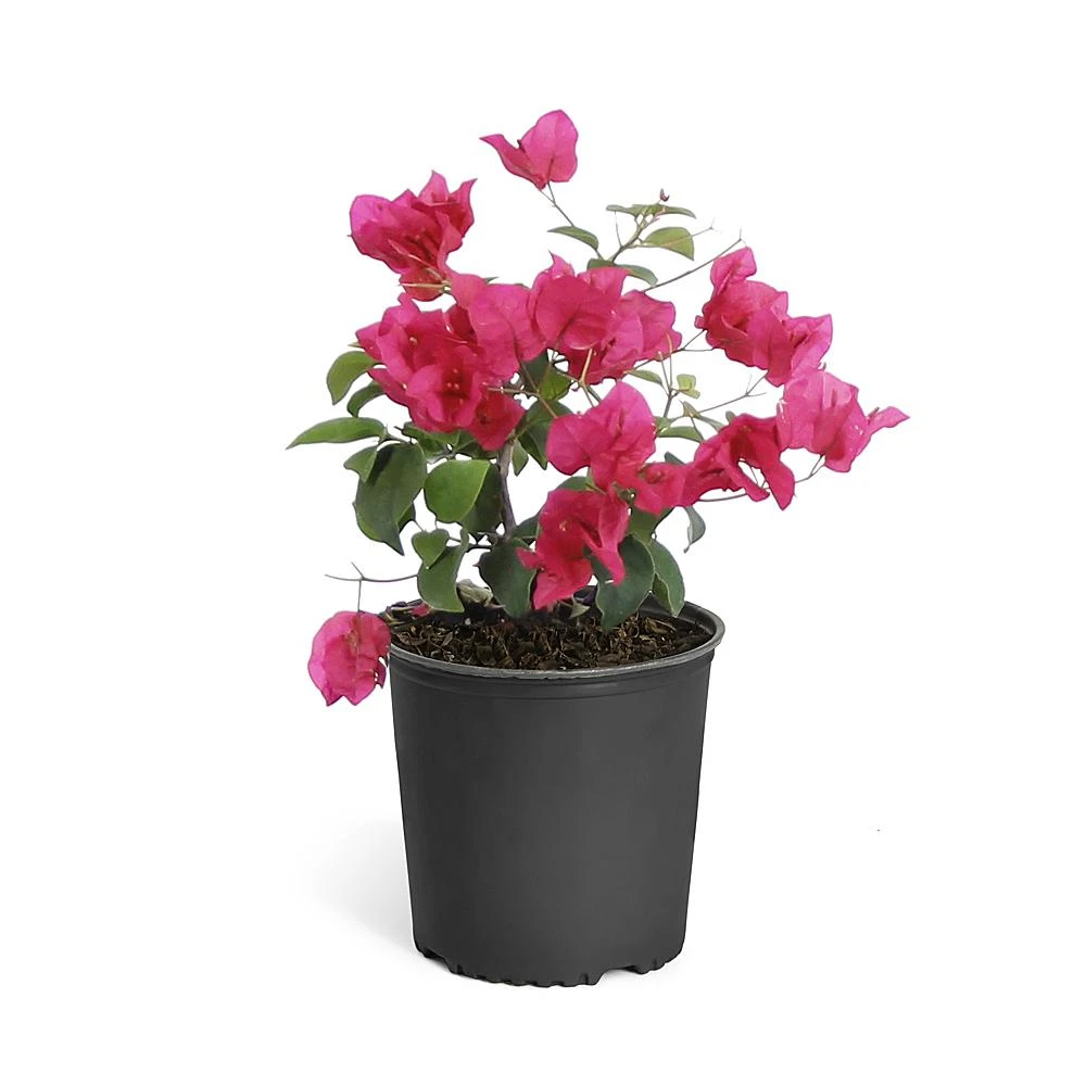 Barbara Karst Bougainvillea 11 Barbara Karst Bougainvillea - Image 9