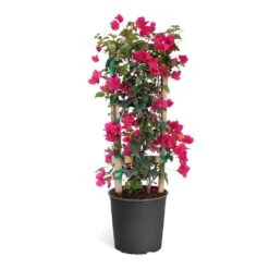 Barbara Karst Bougainvillea 22 Barbara Karst Bougainvillea -Plant Sale Shop Bougainvillea Barbera Karst Trellis c50b3fdc 836a 4431 b642 46324d3f2616