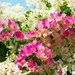 Bi-Color Bougainvillea Tree -Plant Sale Shop Bougainvillea Braided 1