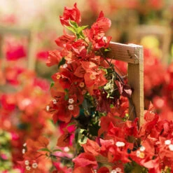 Sundown Orange Bougainvillea -Plant Sale Shop Bougainvillea Sundown 2 FGT
