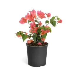 Sundown Orange Bougainvillea -Plant Sale Shop Bougainvillea Sundown 6qt