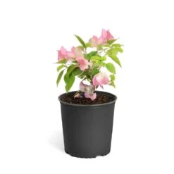 Thai Delight Bougainvillea 15 Thai Delight Bougainvillea -Plant Sale Shop Bougainvillea Thai 6inch 2b64339f 3e7d 4698 81c3 7b79fad40cd5