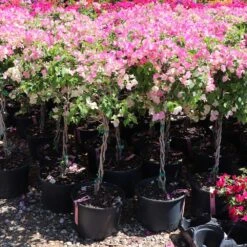 Thai Delight Bougainvillea 11 Thai Delight Bougainvillea -Plant Sale Shop Bougainvillea Thai 7