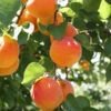 Bounty Peach Tree -Plant Sale Shop Bounty Peach 600x600 ee4d2b5f 3ab5 4cf8 b1cb 748f957a658b