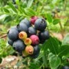 Bushel And Berry® Blueberry Glaze™ Blueberry Bush 2 Bushel And Berry® Blueberry Glaze™ Blueberry Bush -Plant Sale Shop BrazelBerries Blueberry Glaze Blueberry 350w