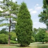 Brodie Eastern Red Cedar Tree -Plant Sale Shop Broadie Eastern Red Cedar FGT 600x600 ebc0e218 8a8b 4127 a8e6 f6b95e60613a