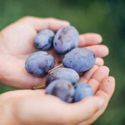 Brooks Plum Tree -Plant Sale Shop Brooks Plum 3