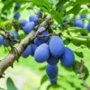 Brooks Plum Tree 2 Brooks Plum Tree -Plant Sale Shop Brooks Plum 600x600 dbabda0f fd58 4a5e 853b c051820ba0d6