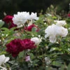 Burgundy Iceberg And Iceberg Two-fer® Rose Tree 1 Burgundy Iceberg And Iceberg Two-fer® Rose Tree -Plant Sale Shop Burgandy Iceburg ROse Tree 600x600 7408cf92 533a 4304 9224 4b16542c1c73