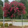Cherokee Crape Myrtle -Plant Sale Shop CHEROKEE CRAPE MYRTLE 350 THUMBNAIL FGT