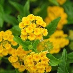 Chapel Hill Yellow Lantana -Plant Sale Shop CHapel Hill gold lantana 1