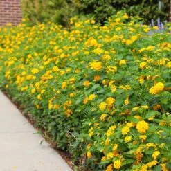 New Gold Lantana 9 New Gold Lantana -Plant Sale Shop CHapel Hill gold lantana 4
