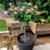 Cherish Rose Tree 2 Cherish Rose Tree -Plant Sale Shop CHerish Rose Tree 600x600 b551c3a5 d832 4cbe 9cbe 9626314e8eca