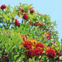 Chindo Sweet Viburnum Shrub 9 Chindo Sweet Viburnum Shrub -Plant Sale Shop CHindo Viburnum 1