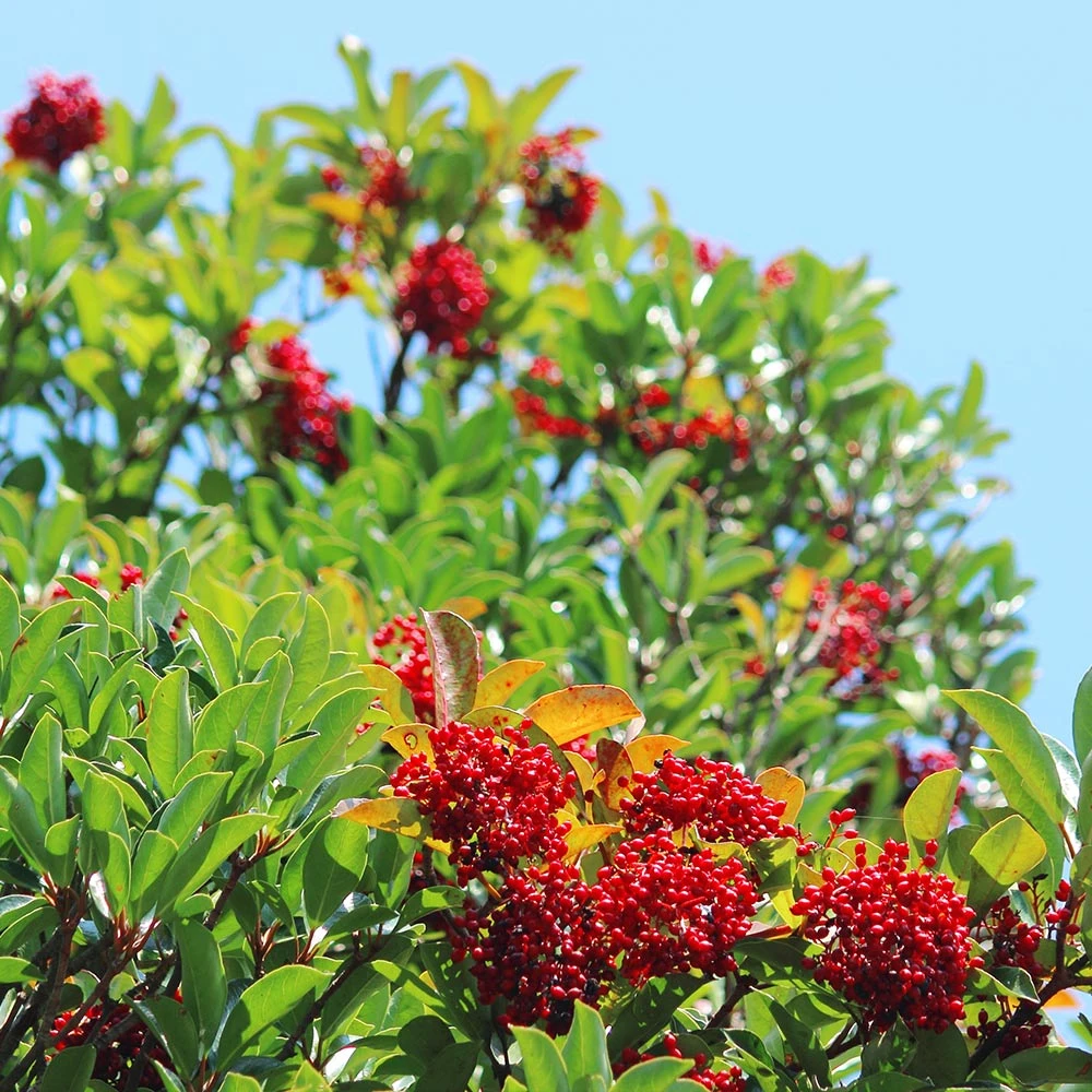 Chindo Sweet Viburnum Shrub 5 Chindo Sweet Viburnum Shrub - Image 3