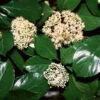 Chindo Sweet Viburnum Shrub -Plant Sale Shop CHindo Viburnum 600x600 314dca2a 104d 46fa 8ff4 997bc28d247f