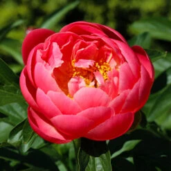 Coral Charm Peony 9 Coral Charm Peony -Plant Sale Shop COral Charm Peony 3 FGT