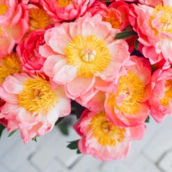 Coral Charm Peony 10 Coral Charm Peony -Plant Sale Shop COral Charm Peony 6 FGT