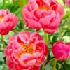 Coral Charm Peony 1 Coral Charm Peony -Plant Sale Shop COral Charm Peony FGT 600x600 9d352988 e368 44f2 9b5e a7e1f35c0e88