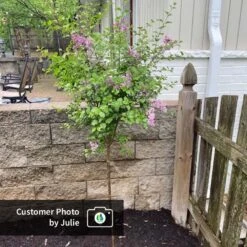 Dwarf Korean Lilac Tree 12 Dwarf Korean Lilac Tree -Plant Sale Shop CPB DwarfKoreanLilacTree Julie ugc test