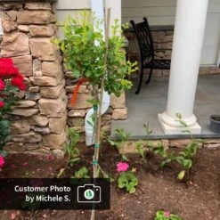 Dwarf Korean Lilac Tree 11 Dwarf Korean Lilac Tree -Plant Sale Shop CPB DwarfKoreanLilacTree MicheleS ugc test