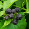 Cumberland Black Raspberry - USDA Organic -Plant Sale Shop CUmberland Black RAspberry FGT 600x600 f44fb0ec 58e7 4e5a 852b 12bec7d932ce