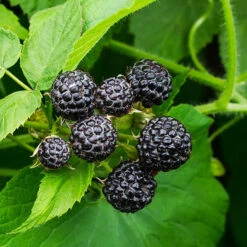 Cumberland Black Raspberry - USDA Organic