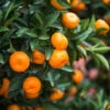 Calamondin Bush 1 Calamondin Bush -Plant Sale Shop Calamondin2 Bush FGT 600x600 9e8d15f8 b498 4030 97e9 1ec6aaff2b96