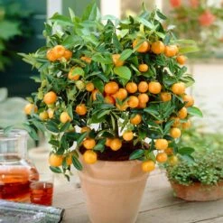 Calamondin Bush 9 Calamondin Bush -Plant Sale Shop Calamondin Bush 1