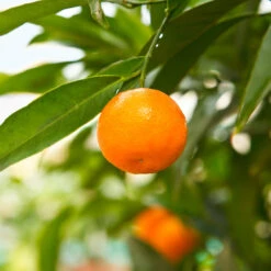 California Honey Mandarin Tree 9 California Honey Mandarin Tree -Plant Sale Shop California Mandarin 3