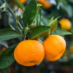 Calamondin Tree -Plant Sale Shop Calomondin 4 BB 86a33d74 f6d8 4d96 be1b 5a213babf3c2