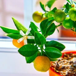 Calamondin Tree -Plant Sale Shop Calomondin 5