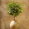 Calamondin Tree -Plant Sale Shop Calomondin FGT 600x600 61fc6ceb be3a 471b 85e2 cdcd99c89a7d