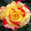 Camille Pissarro™ Rose 2 Camille Pissarro™ Rose -Plant Sale Shop Camille Pissarro FGT 600x600 64440e4a 4339 4da2 b3b1 b793fad98cad