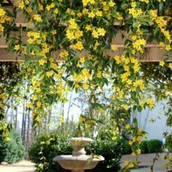 Front Page -Plant Sale Shop Carolina Jessamine Yellow Jasmine 6 FGT