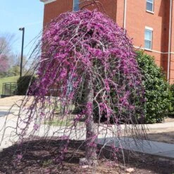 Cascading Hearts Redbud Tree -Plant Sale Shop CascadingHEarts Redbud 4