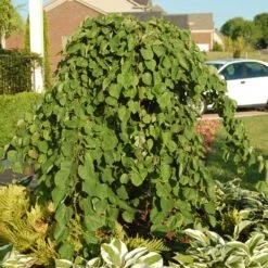 Cascading Hearts Redbud Tree -Plant Sale Shop Cascading Hearts Redbud 2